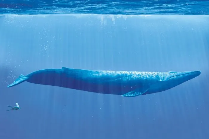 The Largest Animal To Ever Exist, The Blue Whale Compared To A Diver