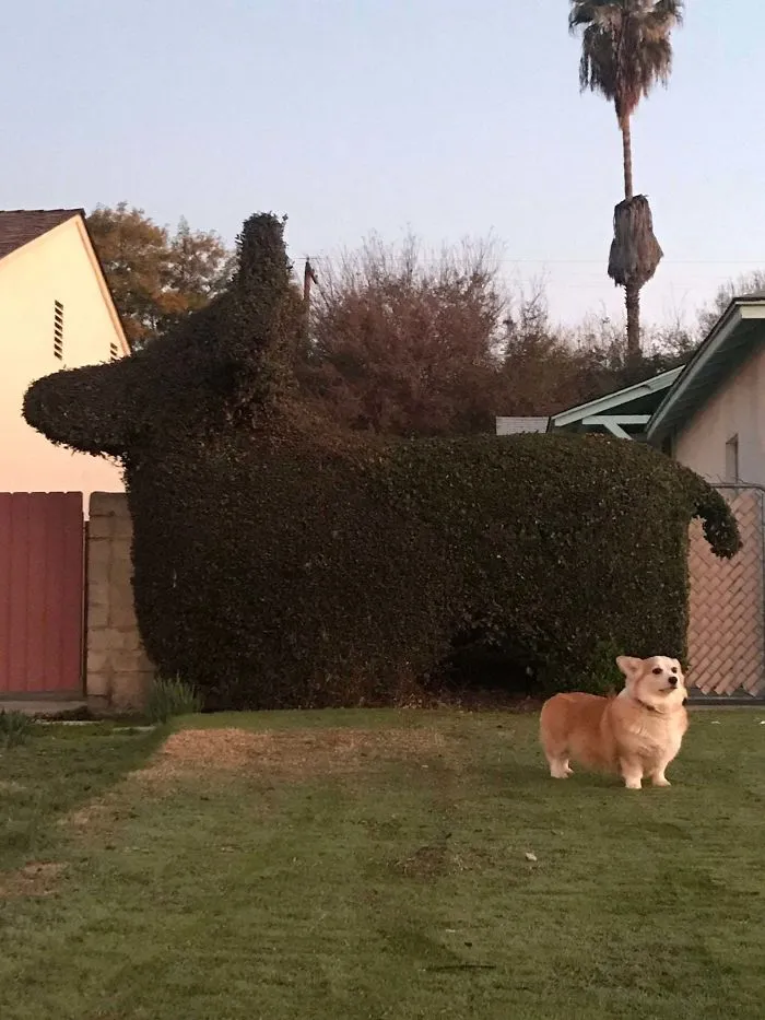 Neighbors Are A Big Fan Of Luna!