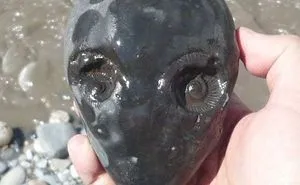40 Times People Experienced Pareidolia And Captured It For Everyone To See