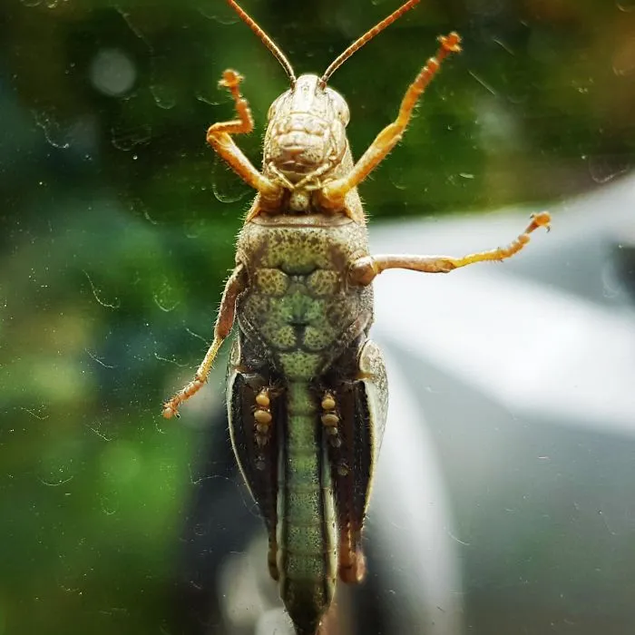Este saltamontes tiene un león con gafas de sol en la barriga
