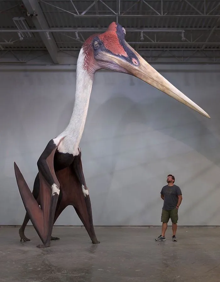 Maqueta de Quetzalcoatlus Northropi junto a un hombre de 1,80. El animal volador más grande que se conoce