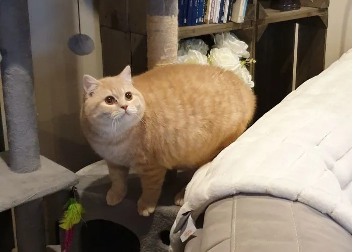 He adoptado a esta bola de pelo