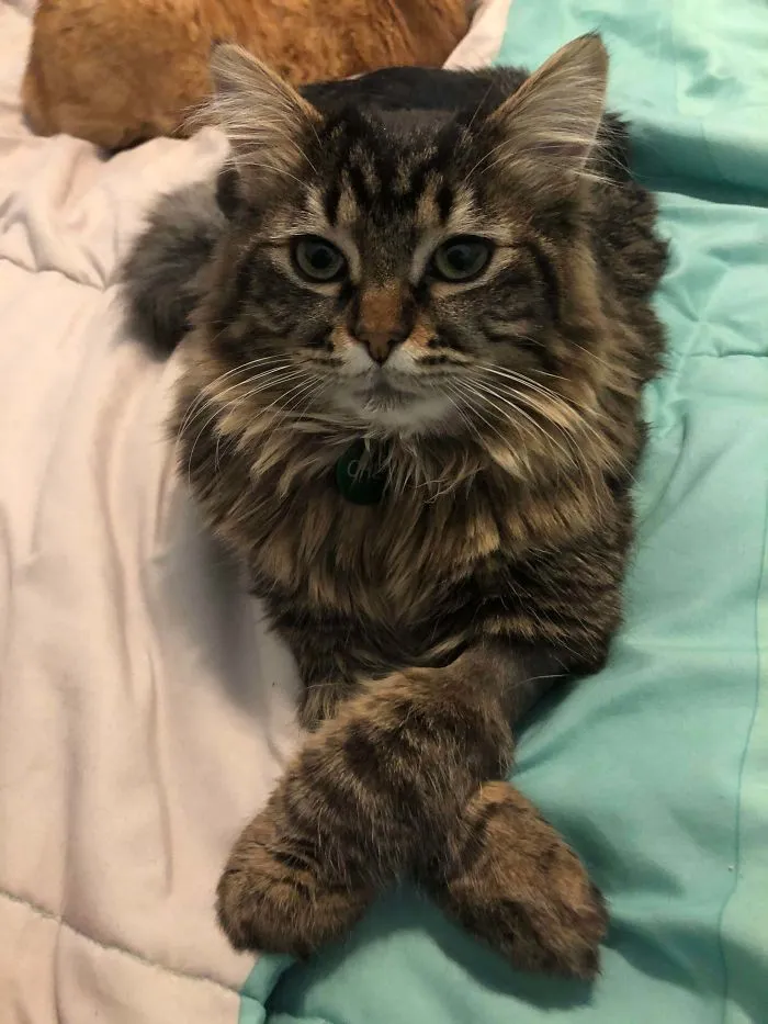 Este es Chet, solo se iba a quedar de acogida, pero lo adoptamos