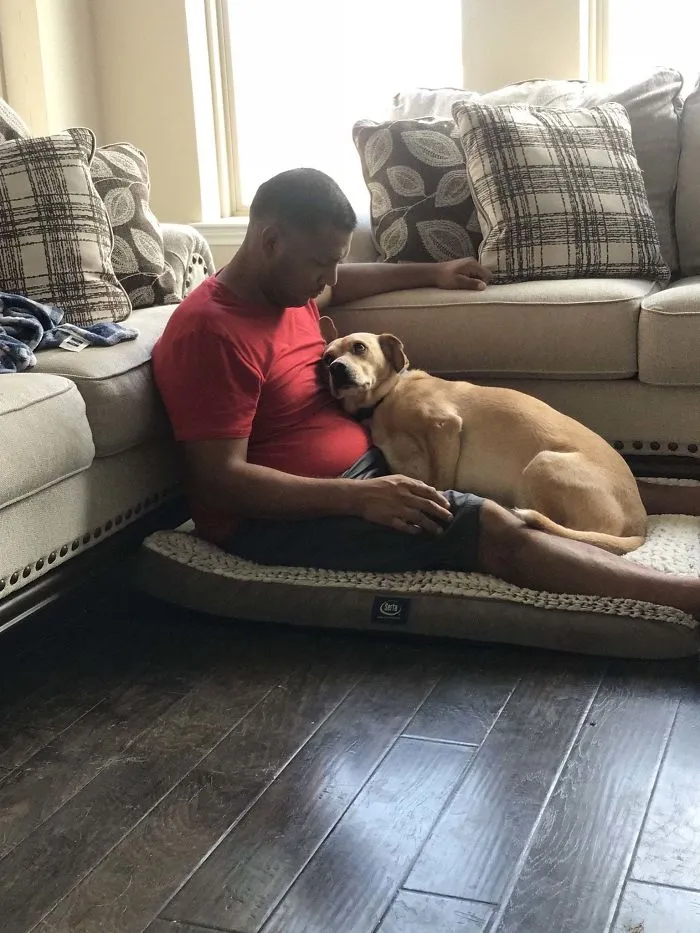 El cariño de un perro rescatado