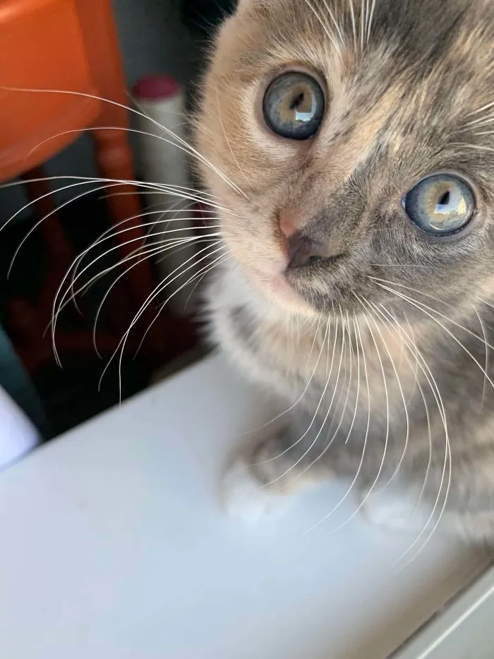 Pandora tiene la cara de 2 colores y ojos preciosos