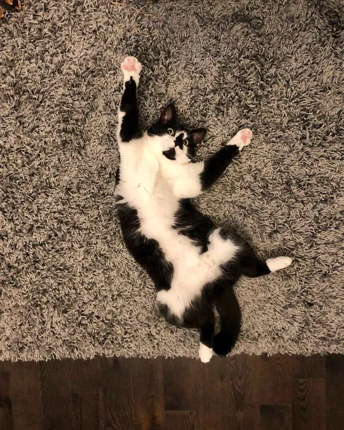 Esta es Lucy, tiene 5 años y necesita que le rasquen la barriga todo el rato