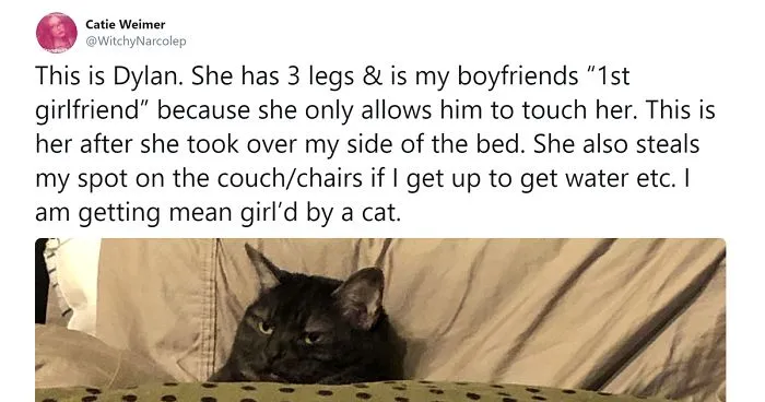 32 Funny Times People Realized How Mean Their Cats Actually Are