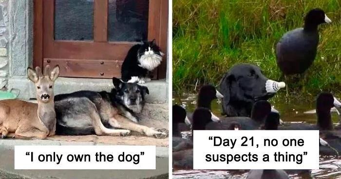40 Funny And Cute Dog Snapchats That Will Hopefully Make Your Day