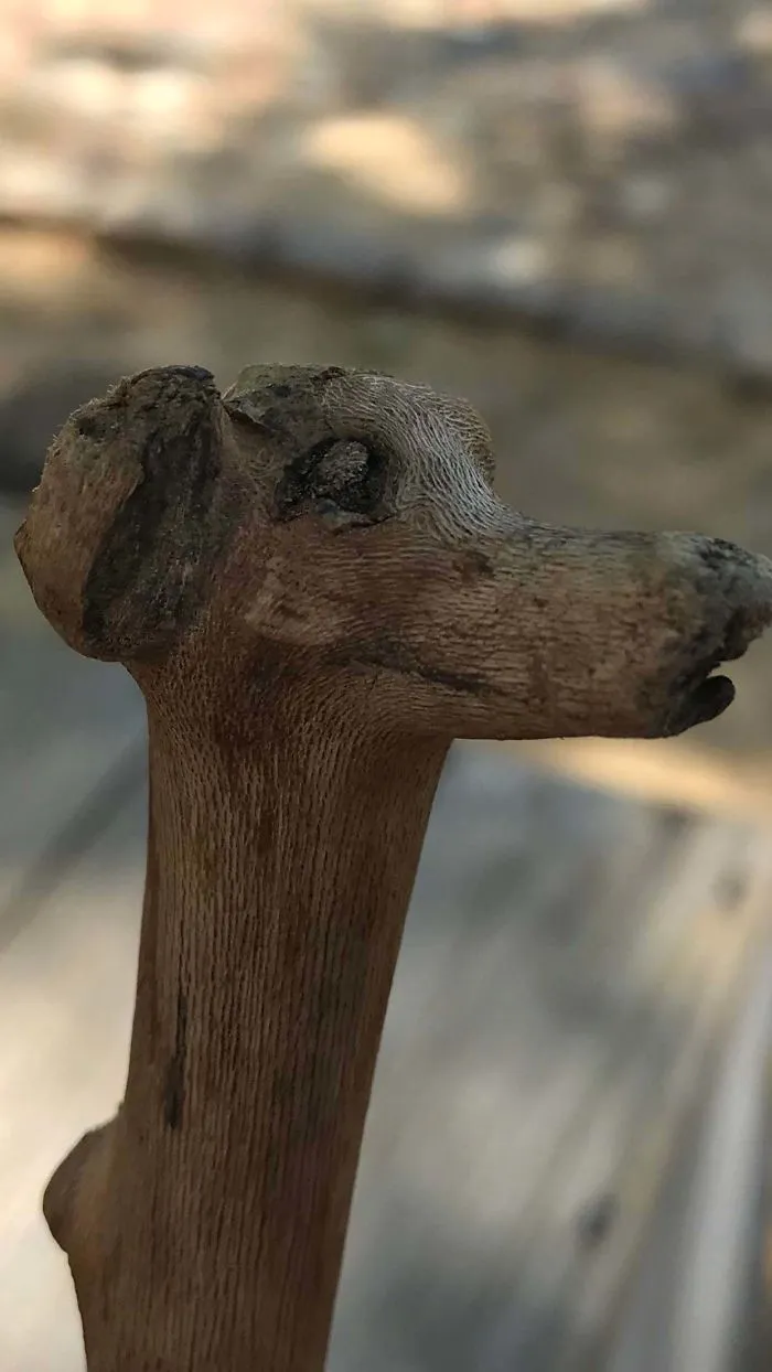 Dog Stick I Found