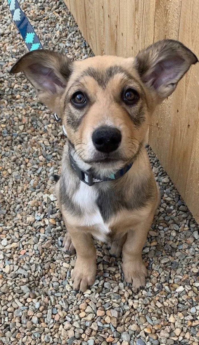 Esta es Scarlet Batdog