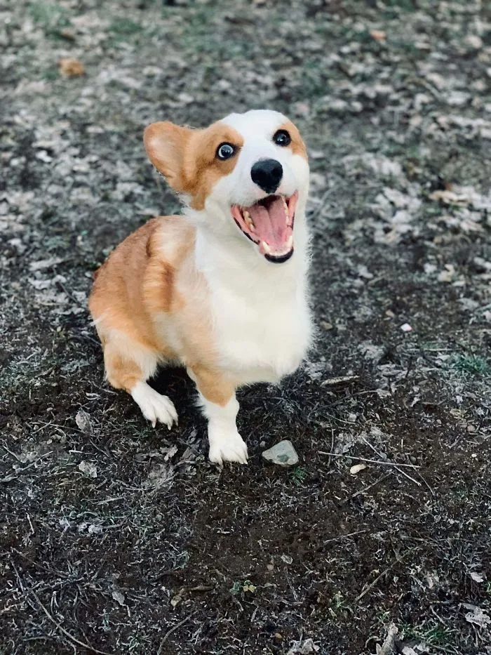 Mi nuevo compañero de 3 patas