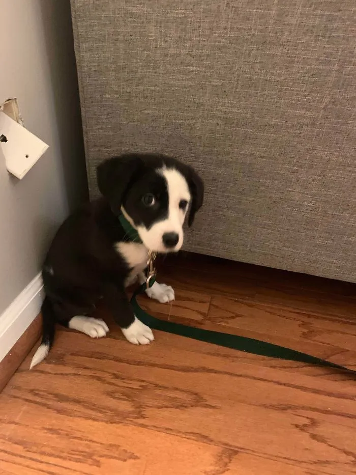 Met My Best Friend Yesterday And Brought Him Home!