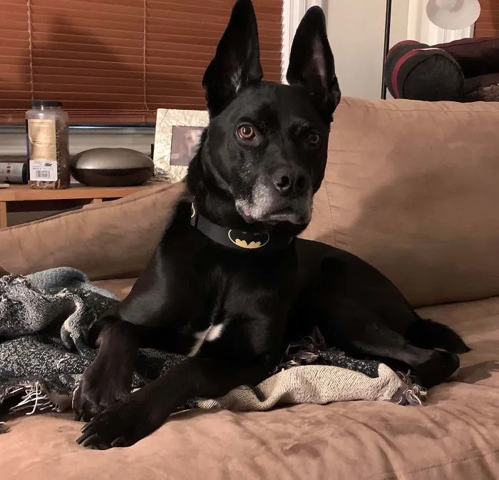 Lo adoptamos de cachorro sin saber qué cruce de razas era y ha crecido como Batperro