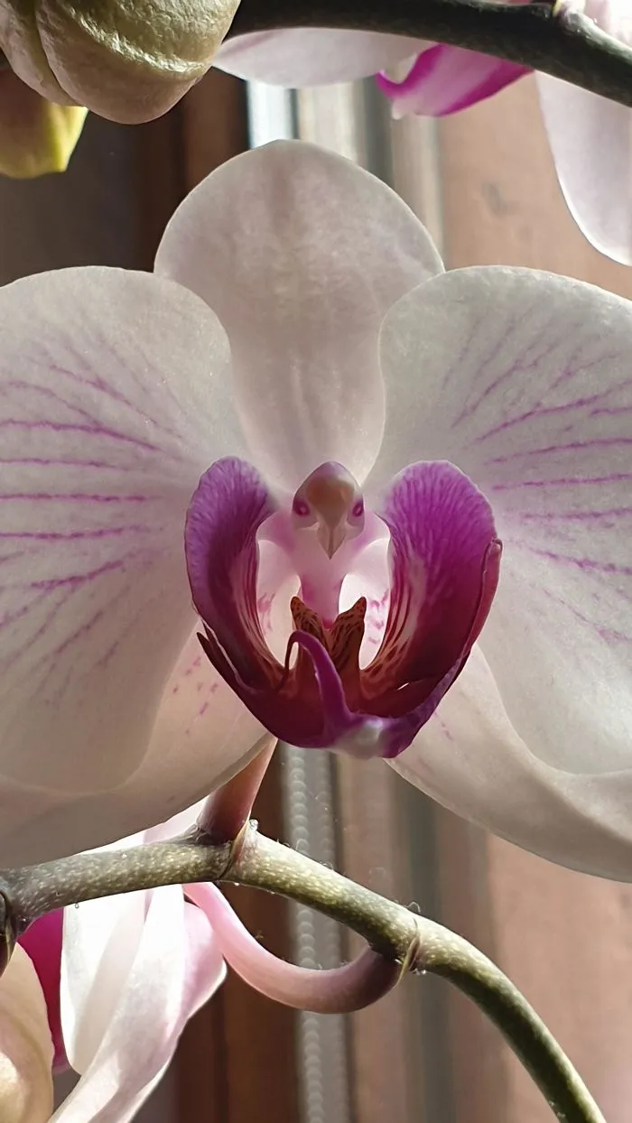 This Orchid Really Looks Like An Eagle