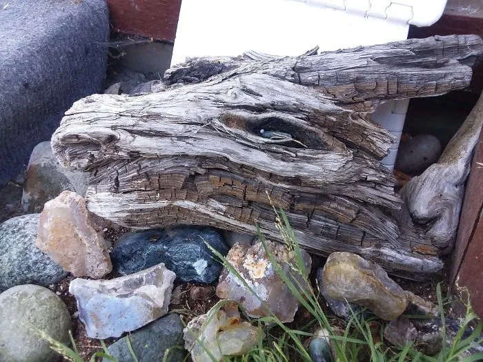 Este trozo de madera parece la cabeza de un dragón