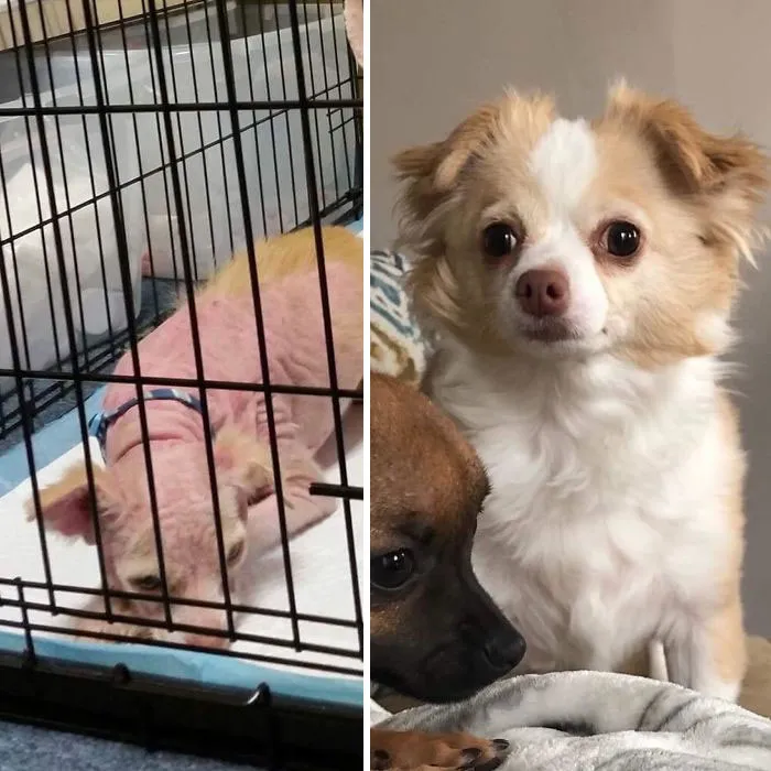 Lucia, Right After She Was Rescued From A Hoarder. You Couldn’t Touch Her. Curious But Terrified. Fast Forward 2 Years She’s Fluffy And Fat And Happy