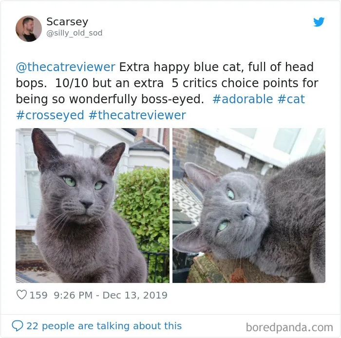 Twitter Account Encourages People To Rate The Cats They Meet On The Streets And It's Purrfect (30 Pics)