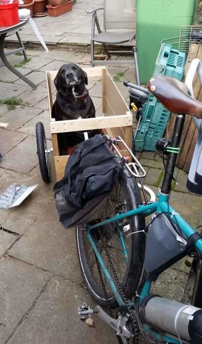 Mi perro rescatado en su transporte. Tiene 13 años y va a todos lados conmigo