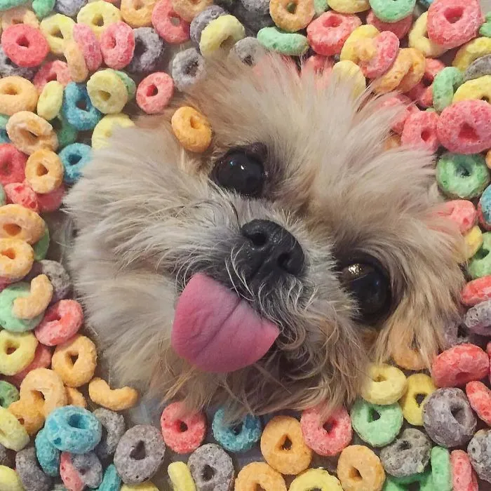 Meet Marnie, An 18 Y.O. Instagram Dog-Star With Almost 2 Million Followers And Friends Like Taylor Swift And Demi Lovato