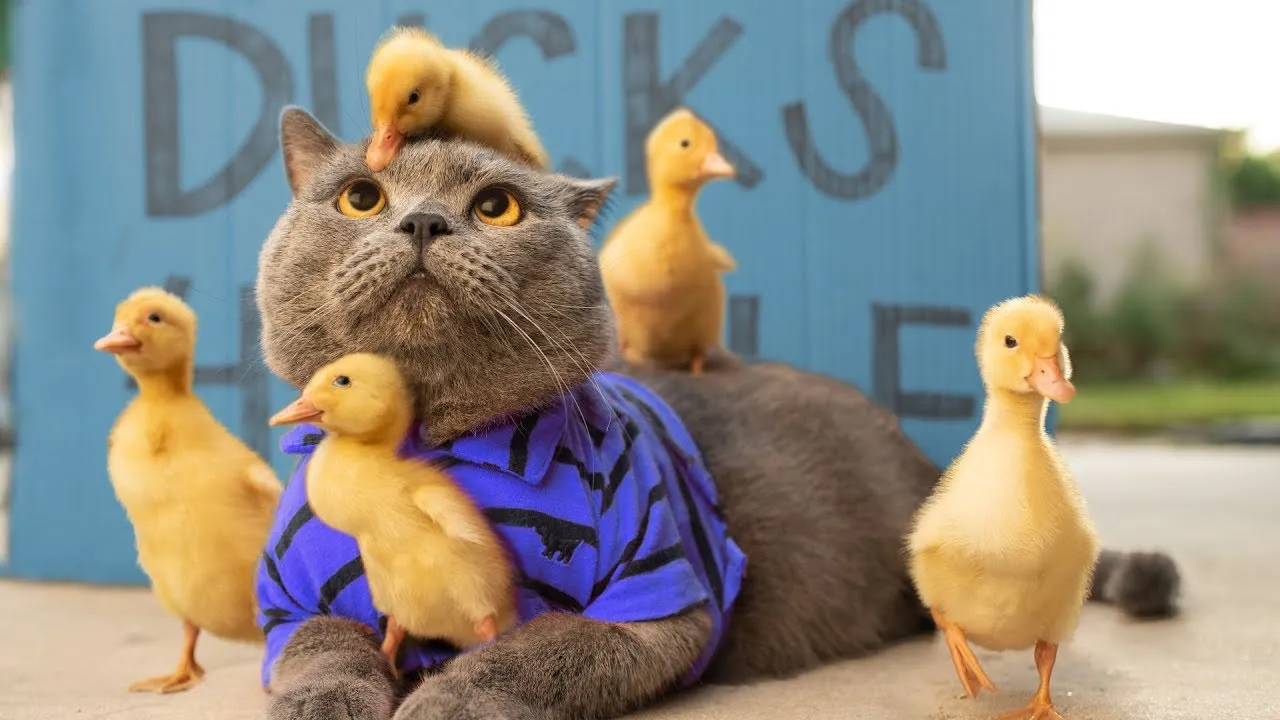 Story Of A Mother Cat.