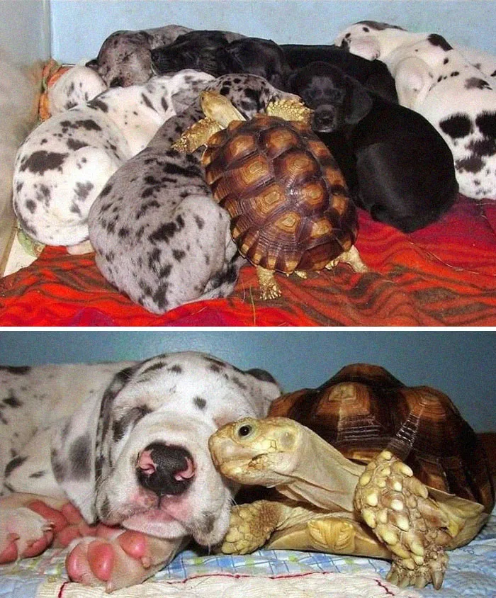 Rescued Tortoise Is Now A Part Of A Great Dane Litter