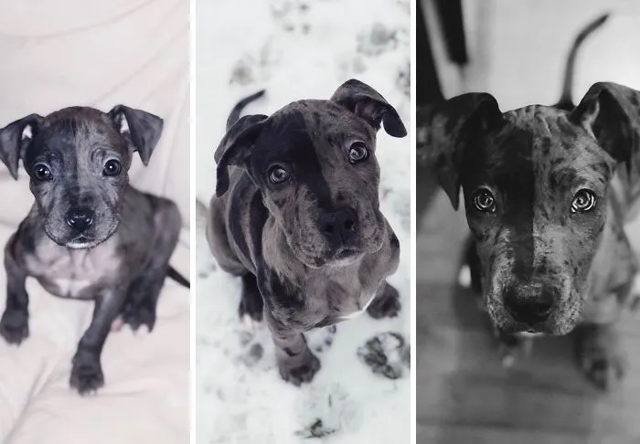 Mi esposa y yo adoptamos un cachorro enfermo, y tras muchos cuidados y comida, está cada vez más guapo