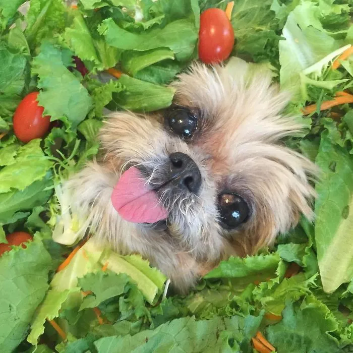 Meet Marnie, An 18 Y.O. Instagram Dog-Star With Almost 2 Million Followers And Friends Like Taylor Swift And Demi Lovato