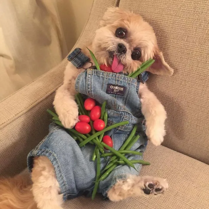 Meet Marnie, An 18 Y.O. Instagram Dog-Star With Almost 2 Million Followers And Friends Like Taylor Swift And Demi Lovato