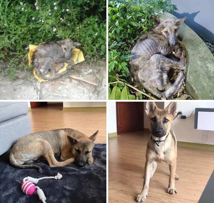 The Shelter I Volunteer For Has Incredible Before And After’s
