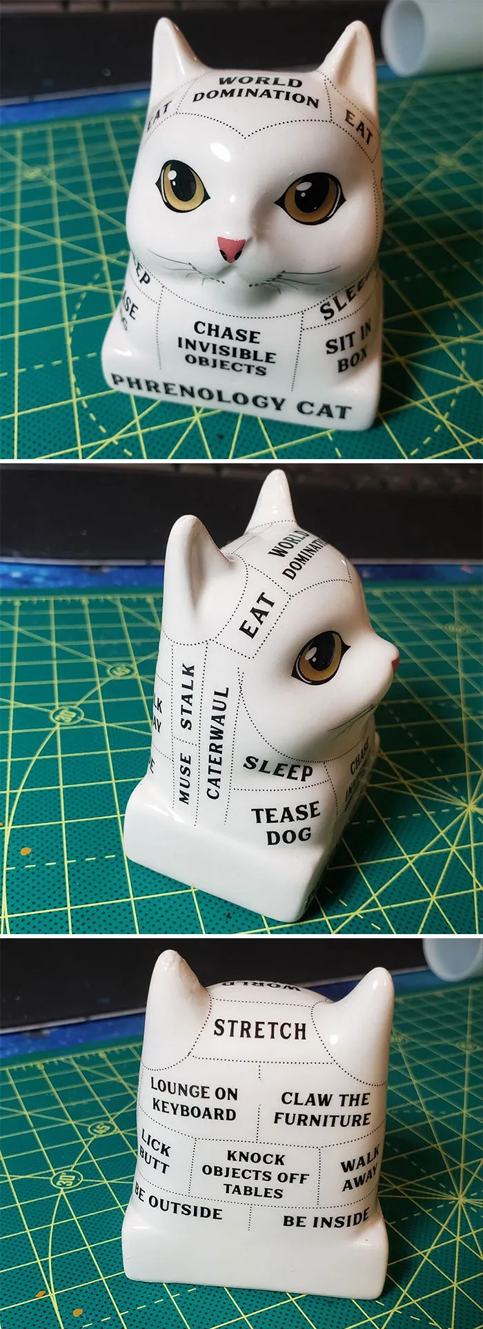 Found This Amazing "Phrenology Cat". Immediately Fell In Love And Knew He Had To Come Home And Be Part Of My Eclectic Mix In My Art Studio!