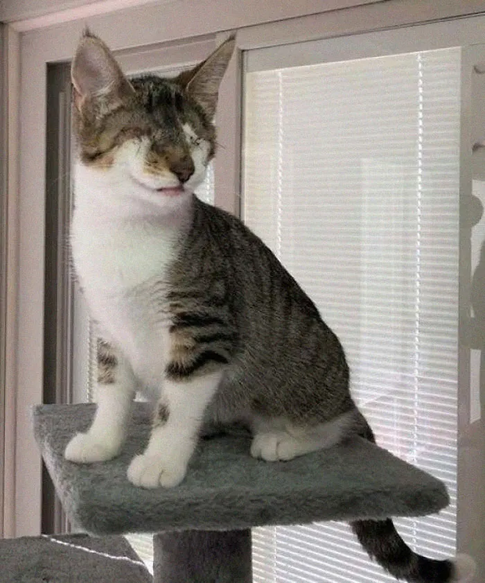 Esta es Milo, está ciega, así que le recuerdo lo bonita que es 20 veces al día