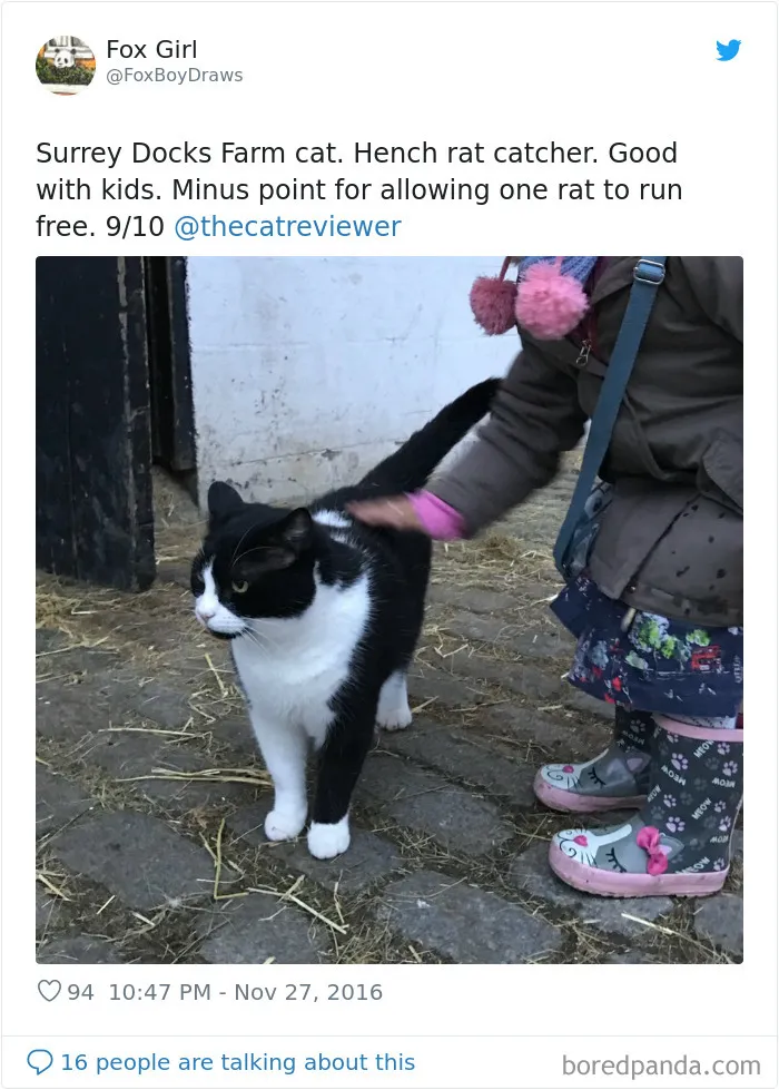 Twitter Account Encourages People To Rate The Cats They Meet On The Streets And It's Purrfect (30 Pics)