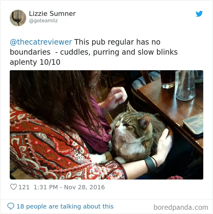 Twitter Account Encourages People To Rate The Cats They Meet On The Streets And It's Purrfect (30 Pics)