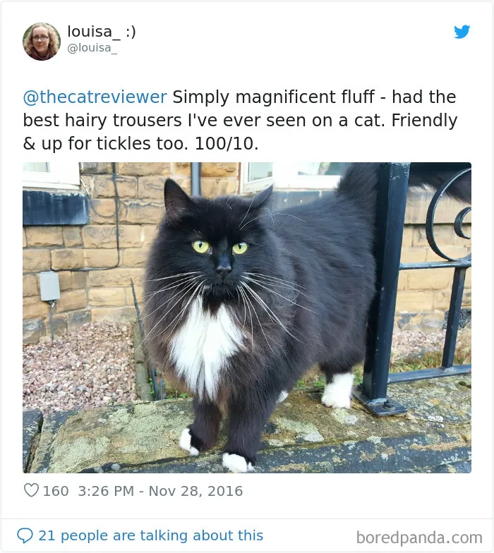 Twitter Account Encourages People To Rate The Cats They Meet On The Streets And It's Purrfect (30 Pics)