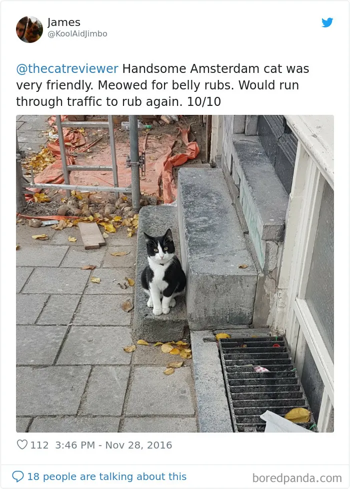 Twitter Account Encourages People To Rate The Cats They Meet On The Streets And It's Purrfect (30 Pics)