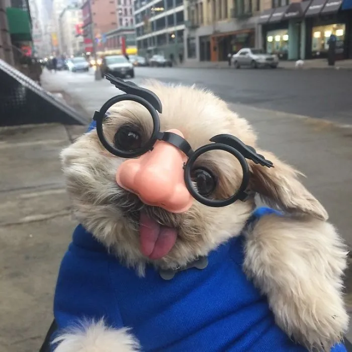 Meet Marnie, An 18 Y.O. Instagram Dog-Star With Almost 2 Million Followers And Friends Like Taylor Swift And Demi Lovato