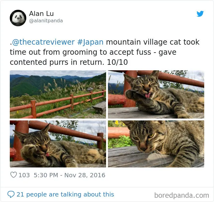 Twitter Account Encourages People To Rate The Cats They Meet On The Streets And It's Purrfect (30 Pics)