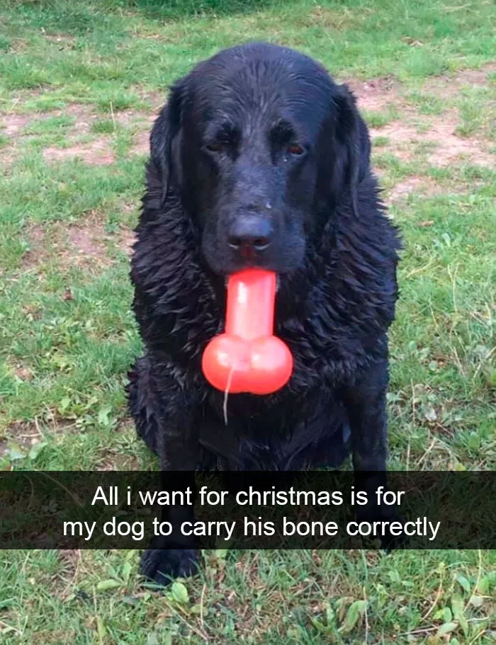 40 Funny And Cute Dog Snapchats That Will Hopefully Make Your Day