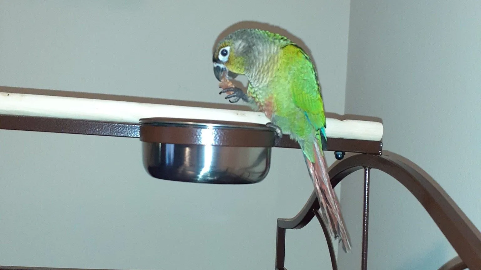 Hero Parrot Saves His Family From A Terrible Fire