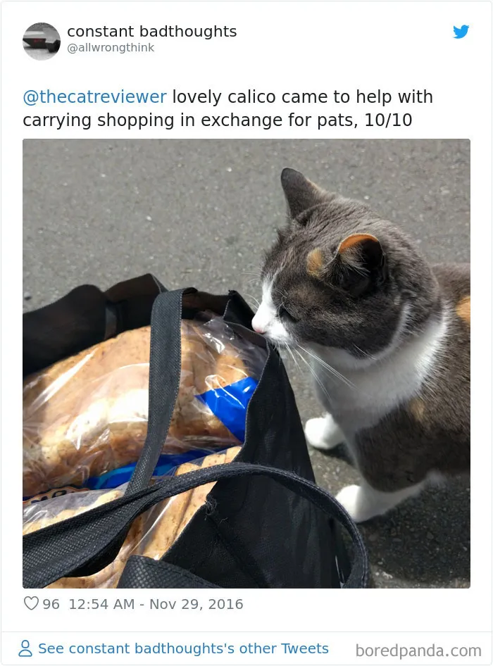 Twitter Account Encourages People To Rate The Cats They Meet On The Streets And It's Purrfect (30 Pics)