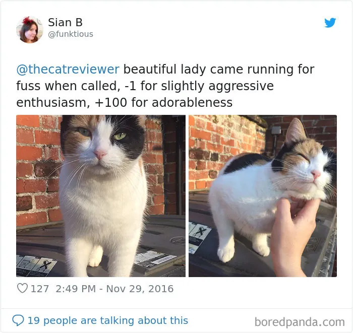 Twitter Account Encourages People To Rate The Cats They Meet On The Streets And It's Purrfect (30 Pics)