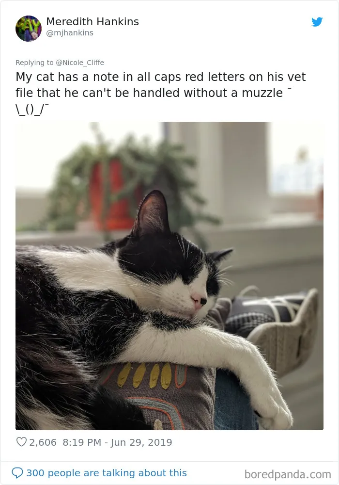 32 Funny Times People Realized How Mean Their Cats Actually Are