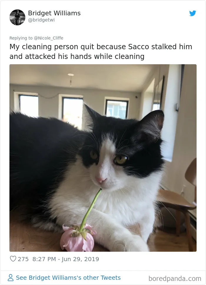 32 Funny Times People Realized How Mean Their Cats Actually Are