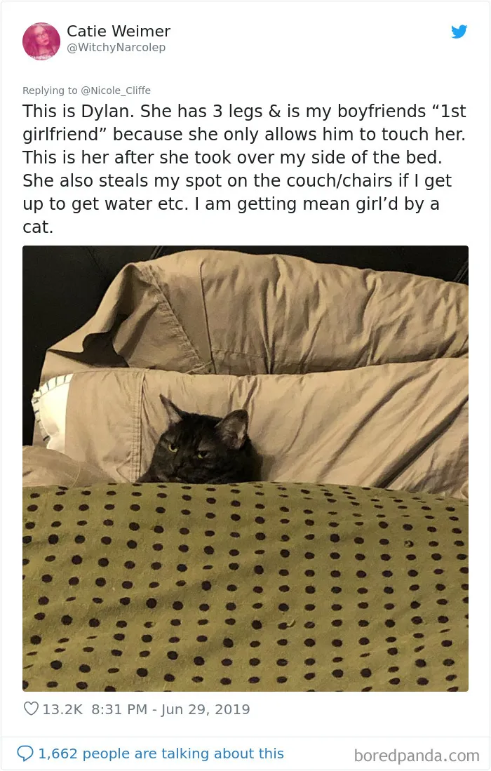 32 Funny Times People Realized How Mean Their Cats Actually Are