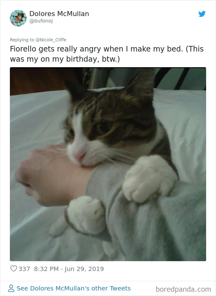 32 Funny Times People Realized How Mean Their Cats Actually Are