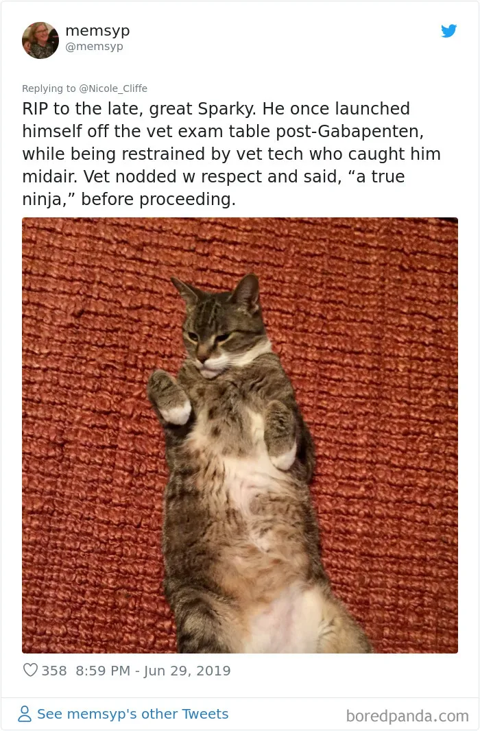 32 Funny Times People Realized How Mean Their Cats Actually Are