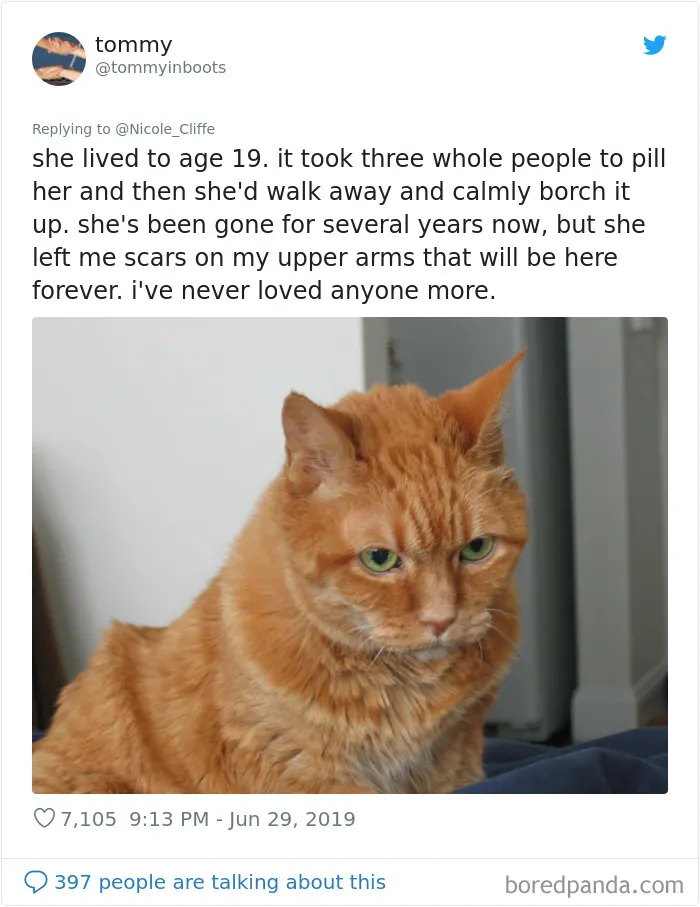 32 Funny Times People Realized How Mean Their Cats Actually Are