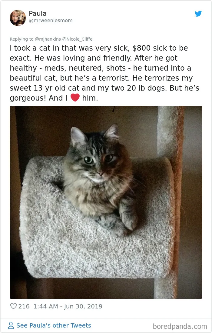 32 Funny Times People Realized How Mean Their Cats Actually Are