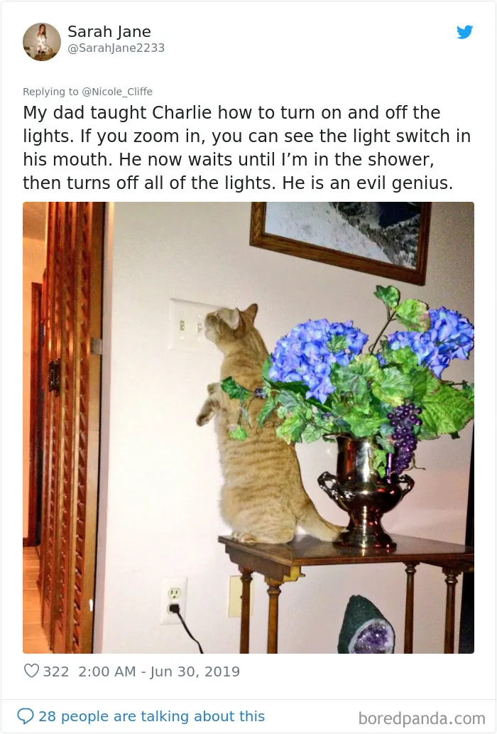 32 Funny Times People Realized How Mean Their Cats Actually Are