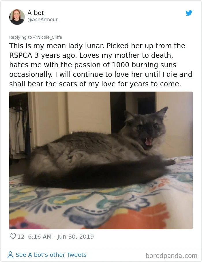 32 Funny Times People Realized How Mean Their Cats Actually Are